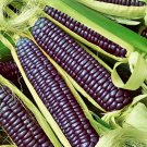 Hopi Black Dry Bush Beans Vegetable Fresh Seeds Fast Shipping