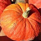 Hopi Blue Corn Corn Fresh Seeds Fast Shipping