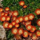 Ice Plant Bright Red Flower Seeds Dorotheanthus Bellidiformis 200 Seeds Fresh Seeds Fast Shipping