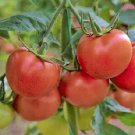 Imperator 58 Carrot Vegetable Garden Fresh Seeds Fast Shipping