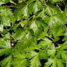 Italian Dandelion Leaf Chicory Salad Greens Herbs Fresh Seeds Fast Shipping