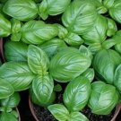 Italian Flat Leaf Parsley Herb Garden Fresh Seeds Fast Shipping