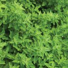 Italian Large Leaf Basil S Garden Fresh Seeds Fast Shipping