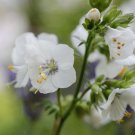 Jacobs Ladder Blue Flower Seeds Polemonium Caeruleum 50 Seeds Fresh Seeds Fast Shipping