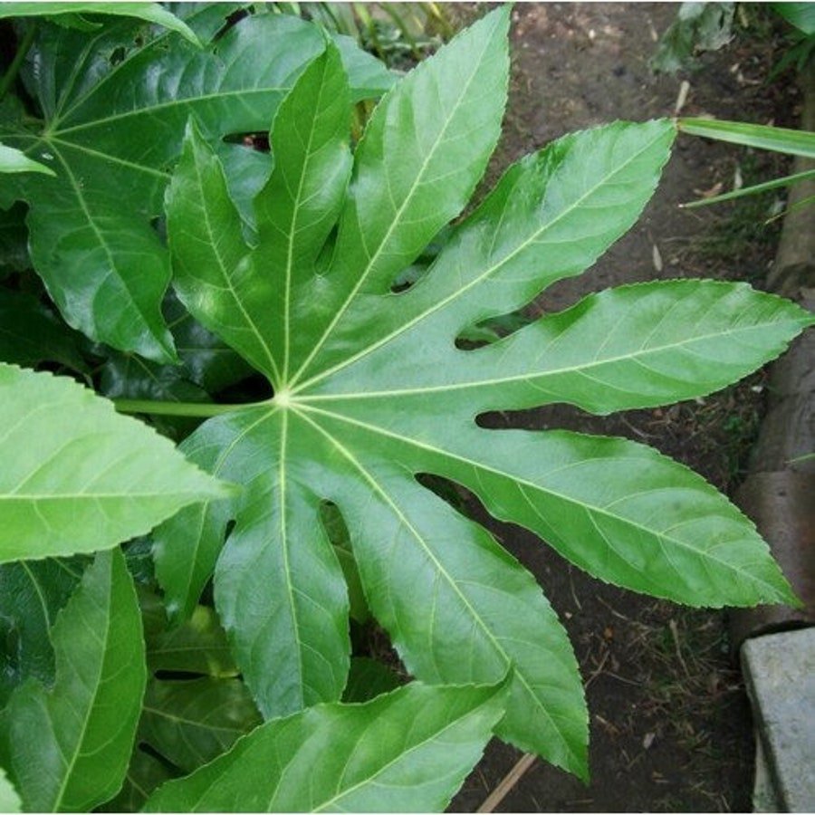 Jalapeno Tam Hot Pepper Vegetable Seeds Fresh Seeds Fast Shipping