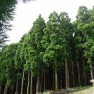 Japanese Raisin Tree Seeds Hovenia Dulcis 15 Seeds Fresh Seeds Fast Shipping