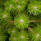 Japanese Red Cedar Tree Seeds Cryptomeria Japonica 50 Seeds Fresh Seeds Fast Shipping