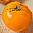Jory Tomato Vegetable Seeds Fresh Seeds Fast Shipping