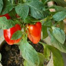 Jubilee Tomato Garden Seed Grown To Organic Standards Fresh Seeds Fast Shipping