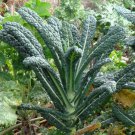 Kakai Styrian Pumpkin Hullless Or Nakedseeded Pumpkin Fresh Seeds Fast Shipping