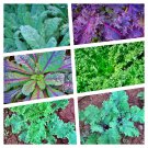 Kale Black Tuscan Dinosuaur Vegetable Seeds Brassica Oleracea Var Sabellica 30 Seeds Fresh Seeds Fas