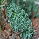 Kale Red Russian Vegetable Seeds Brassica Napus Pabularia 30 Seeds Fresh Seeds Fast Shipping