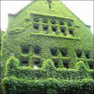 Kekkyu Takana Mustard Salad Greens Garden Fresh Seeds Fast Shipping