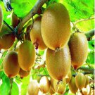 Kenilworth Ivy Seeds Cymbalaria Muralis 200 Seeds Fresh Seeds Fast Shipping