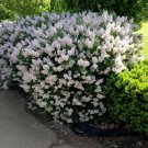 Korean Early Lilac Bush Seeds Syringa Oblata 20 Seeds Fresh Seeds Fast Shipping