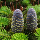 Korean Fir Tree Seeds Abies Koreana 20 Seeds Fresh Seeds Fast Shipping
