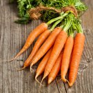 Kuroda Long 8 Carrot Vegetable Garden Fresh Seeds Fast Shipping