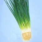 Kyoto Kujo Negi Bunching Onion Fresh Seeds Fast Shipping