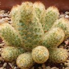 Ladyfinger Cactus Seeds Mammillaria Elongata 20 Seeds Fresh Seeds Fast Shipping