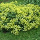 Ladys Mantle Flower Seeds Achemilla Mollis 50 Seeds Fresh Seeds Fast Shipping