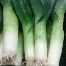 Large American Flag Leek Gourmet Garden Vegetable Seeds Fresh Seeds Fast Shipping