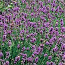 Lavender Munstead English Lavender Culinary Herbs Mosquito Fresh Seeds Fast Shipping