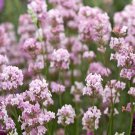 Lavender Rosea Flower Seeds Lavandula Angustifolia Rosea 20 Seeds Fresh Seeds Fast Shipping
