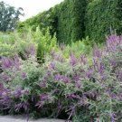 Leadplant Flower Seeds Amorpha Canescens 50 Seeds Fresh Seeds Fast Shipping