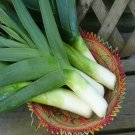 Leek Large American Flag Vegetable Seeds Allium Ampeloprasum 30 Seeds Fresh Seeds Fast Shipping