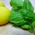Lemon Basil Herb Seeds Ocimum Basilicum Citriodorum 100 Seeds Fresh Seeds Fast Shipping