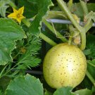 Lemon Cucumber Vegetable Seeds Fresh Seeds Fast Shipping