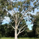 Lemon Eucalyptus Tree Seeds Eucalyptus Citriodora 20 Seeds Fresh Seeds Fast Shipping