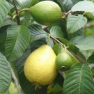 Lemon Guava Fruit Tree Seeds Psidium Guajava 20 Seeds Fresh Seeds Fast Shipping