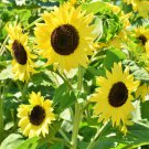 Lemon Queen Sunflower Fresh Seeds Fast Shipping