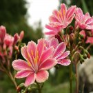 Lewisia Sunset Strain Flower Seeds Lewisia Cotyon 10 Seeds Fresh Seeds Fast Shipping
