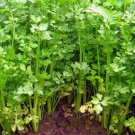 Light Green Chinese Celery Fresh Seeds Fast Shipping