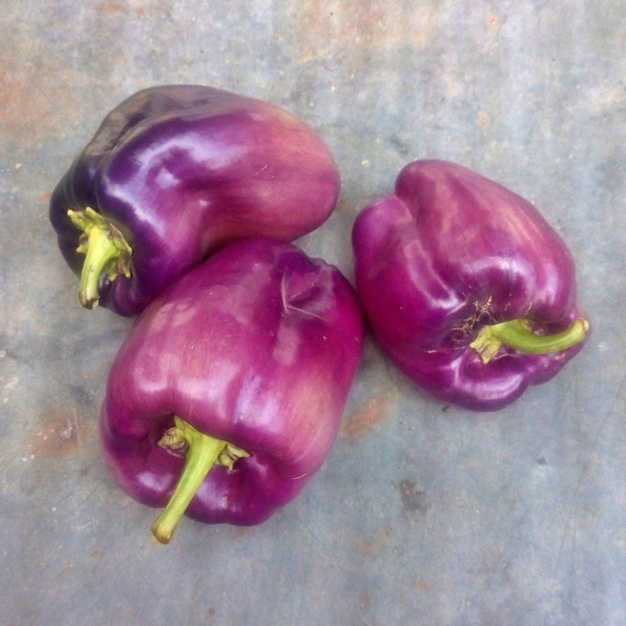 Lilac Bell Sweet Bell Pepper Vegetable Seeds Fresh Seeds Fast Shipping