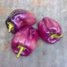 Lilac Bell Sweet Bell Pepper Vegetable Seeds Fresh Seeds Fast Shipping