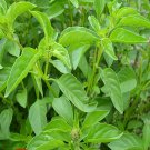 Lime Basil Culinary Herbs Fresh Seeds Fast Shipping