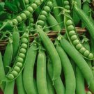 Lincoln/Homesteader Peas Vegetable Seeds Fresh Seeds Fast Shipping