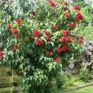 Lipstick Tree Seeds Bixa Orellana 15 Seeds Fresh Seeds Fast Shipping