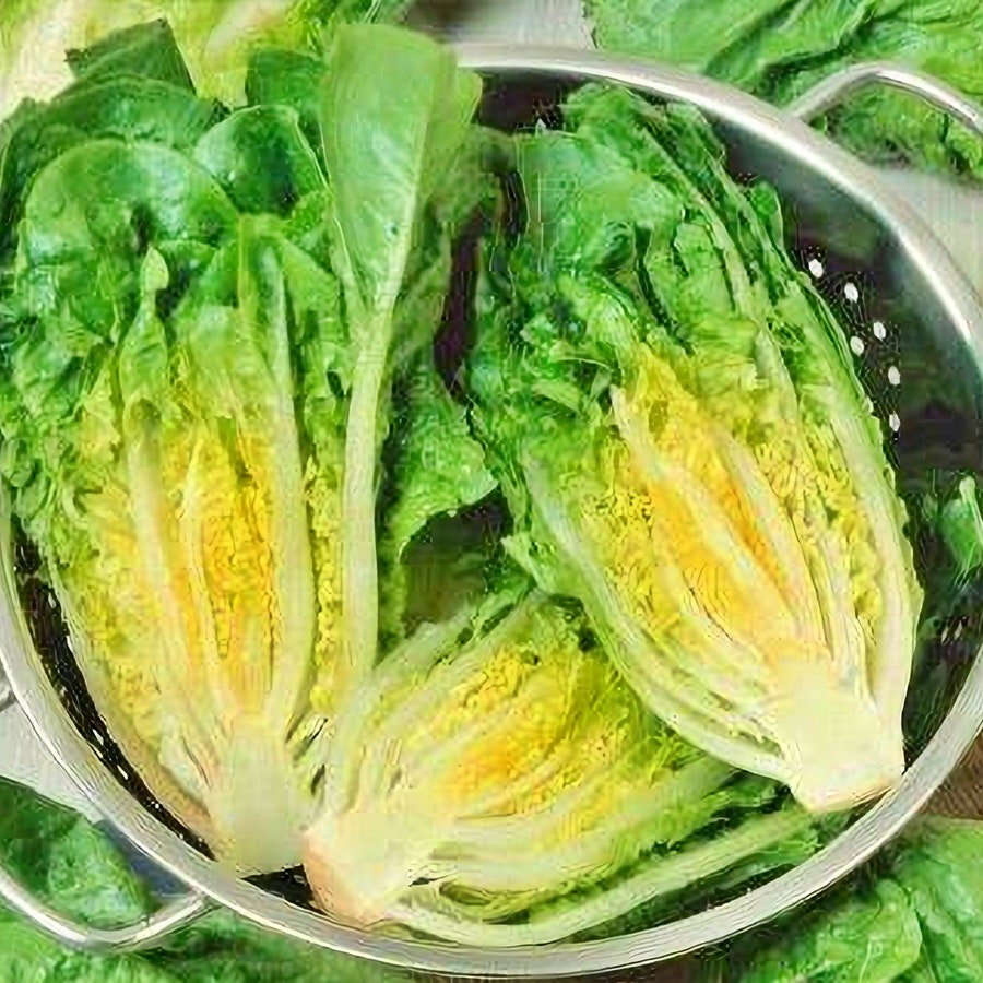 Little Caesar Romaine Lettuce Vegetable Seeds Fresh Seeds Fast Shipping