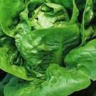 Little Gem Lettuce Besttasting Micro Greens Fresh Seeds Fast Shipping