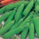 Little Marvel Peas English Shelling Pea Fresh Seeds Fast Shipping