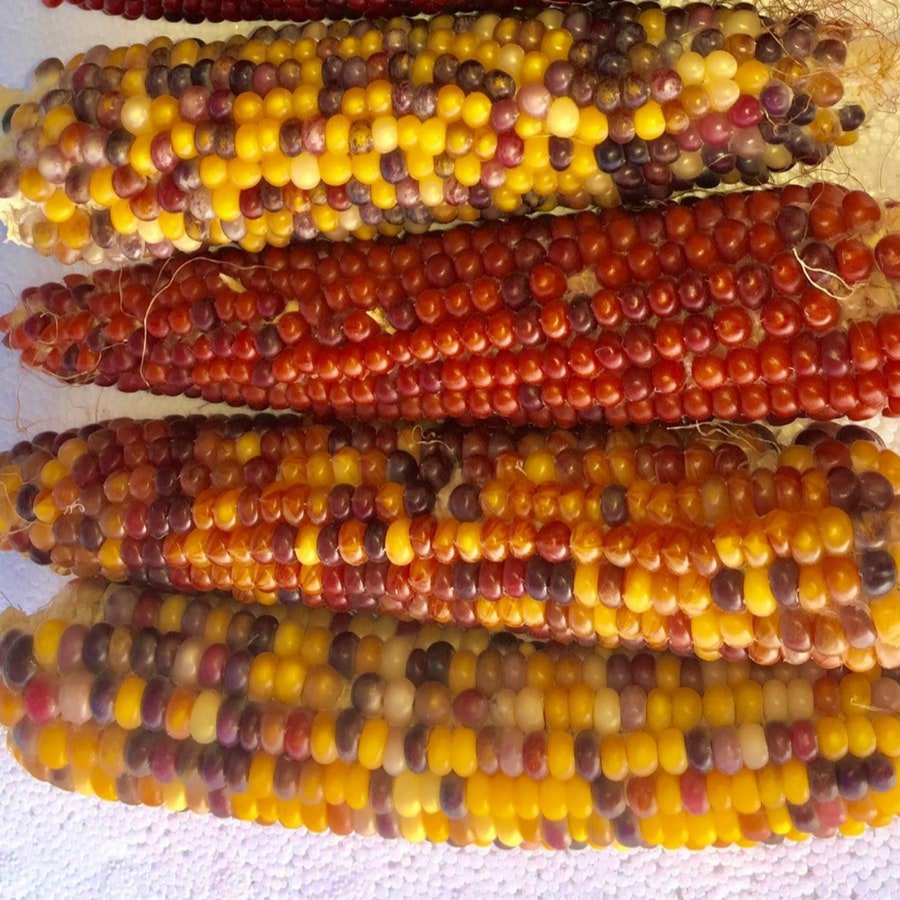 Lofthouse Landrace Popcorn Open Source Seed Initiative Fresh Seeds Fast Shipping