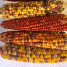 Lofthouse Landrace Popcorn Open Source Seed Initiative Fresh Seeds Fast Shipping
