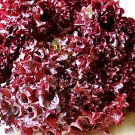 Lolita Leaf Lettuce Vegetable Fresh Seeds Fast Shipping