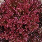 Lollo Rosso Lettuce Vegetable Seeds Fresh Seeds Fast Shipping