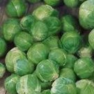 Long Island Improved Brussel Sprouts Fresh Seeds Fast Shipping