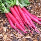 Long Scarlet Cincinnati Radish Vegetable Seeds Fresh Seeds Fast Shipping